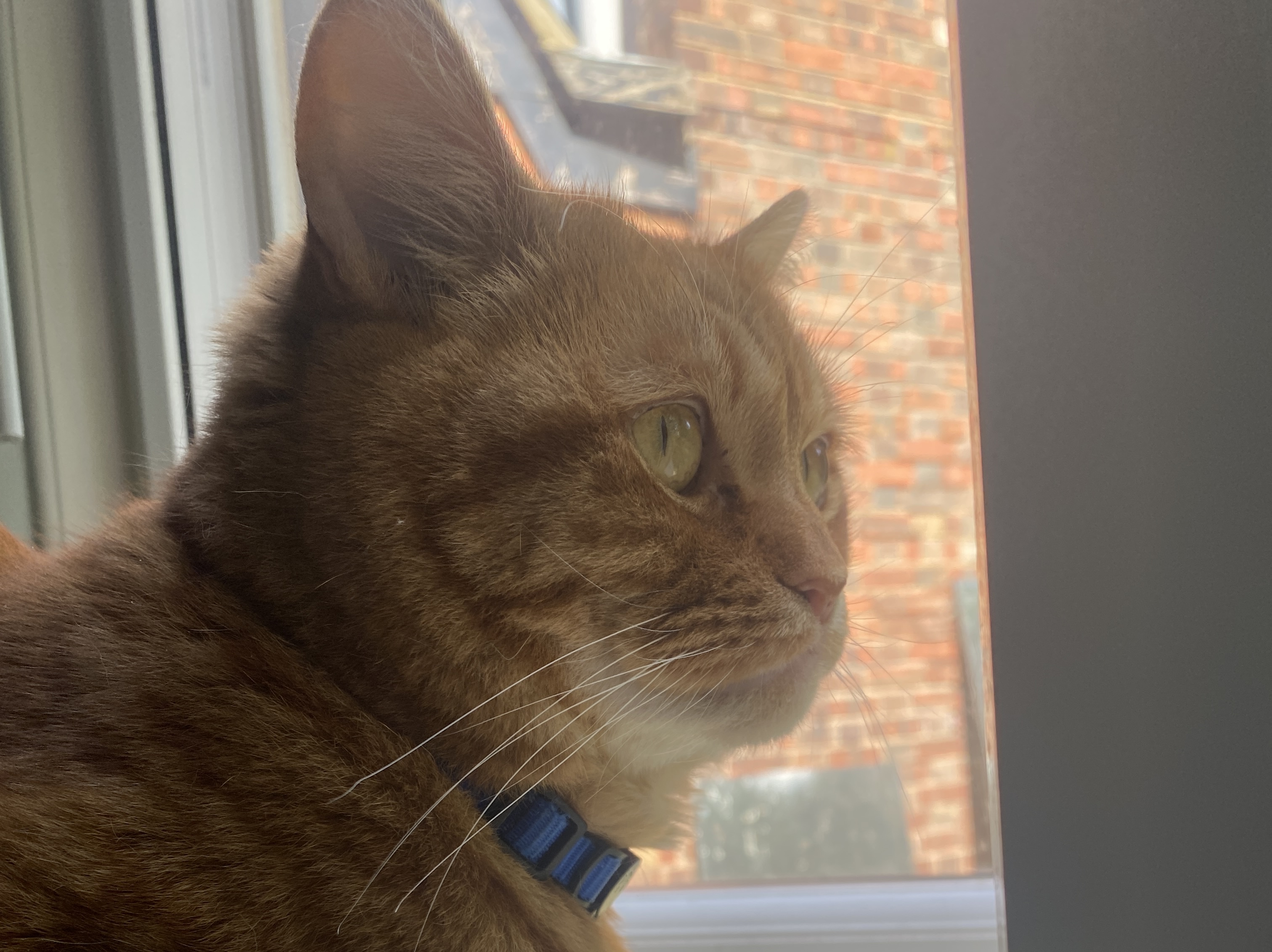 Cute photo of simba